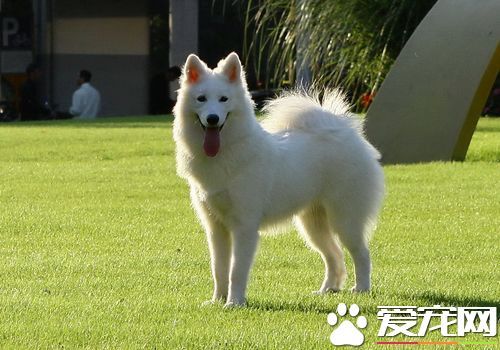 萨摩耶犬纯种多少钱 一般价格在1500到3000元 萨摩耶犬纯种多少钱 一般价格在1500到3000元