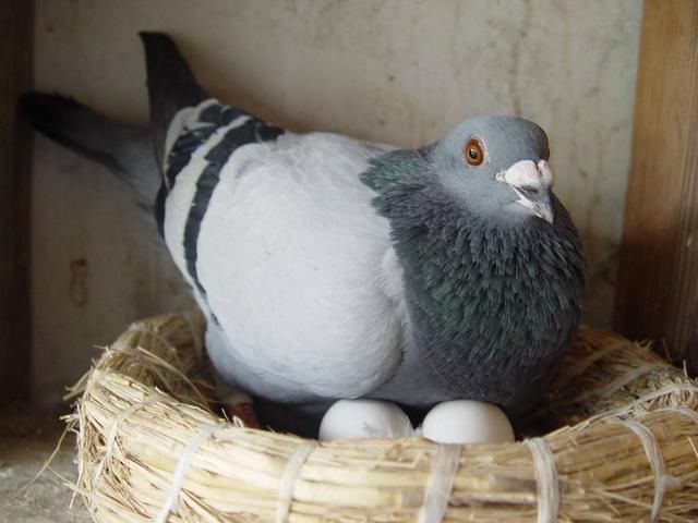 鸡蛋、鸭蛋、鸽子蛋、鹌鹑蛋、鹅蛋哪一种营养