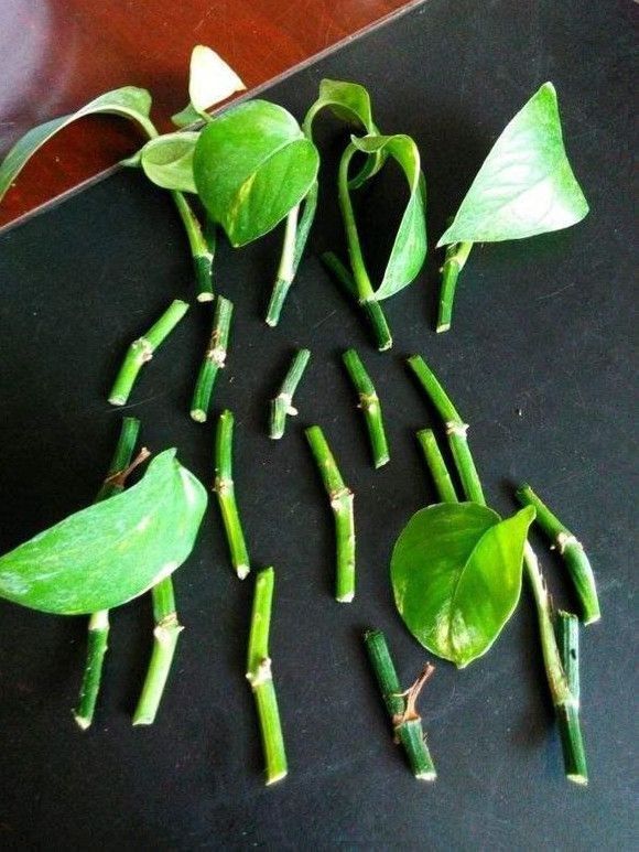 绿萝别买了,去邻居家掐一个枝条就行!这么扦插繁衍超快