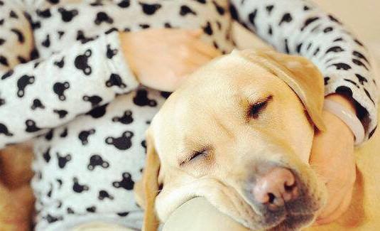 你说孕妇生小孩时能不能养狗?别再道听途说,狗