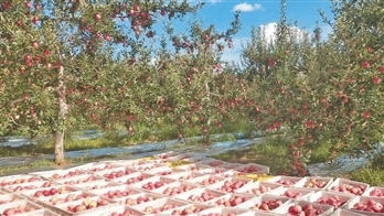 延安苹果红了(新时代新征程新伟业) 延安苹果红了(新时代新征程新伟业)