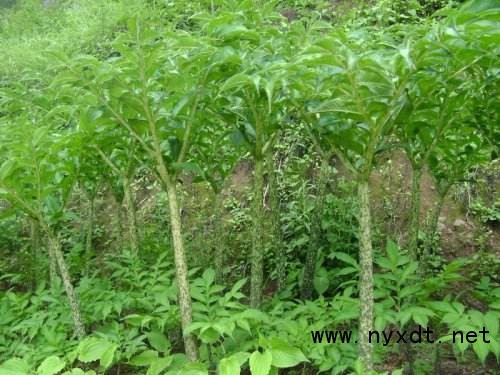 农产品:魔芋的种植时间及种植方法