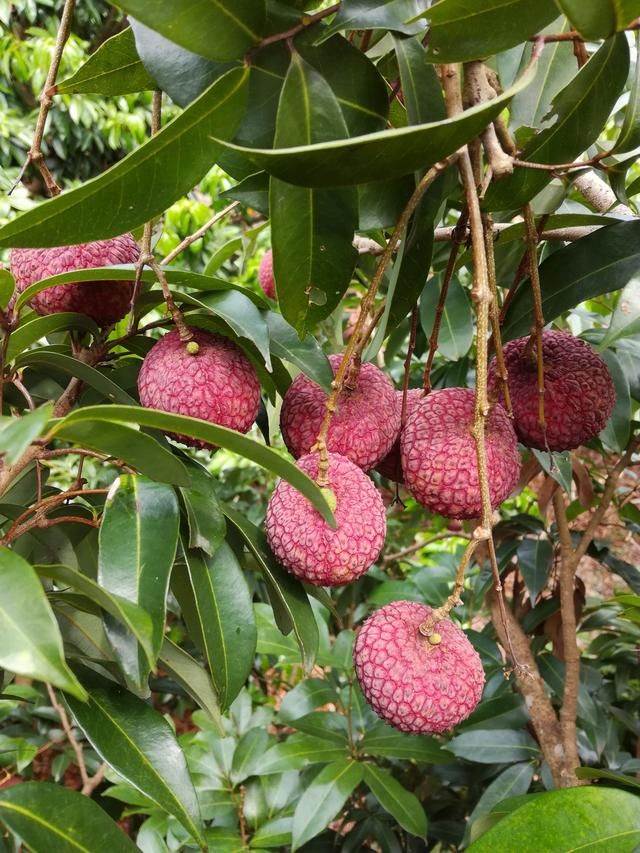 种植荔枝需要什么条件?现在还有哪些好的荔枝