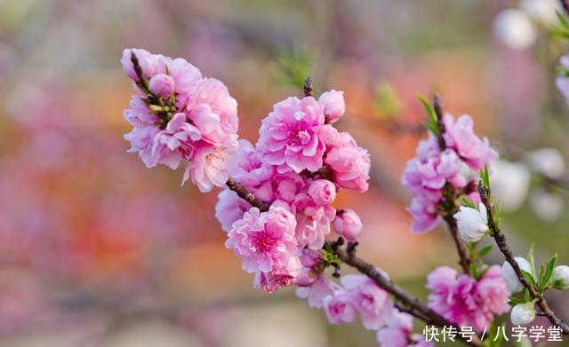 八字中的富贵双全金桃花