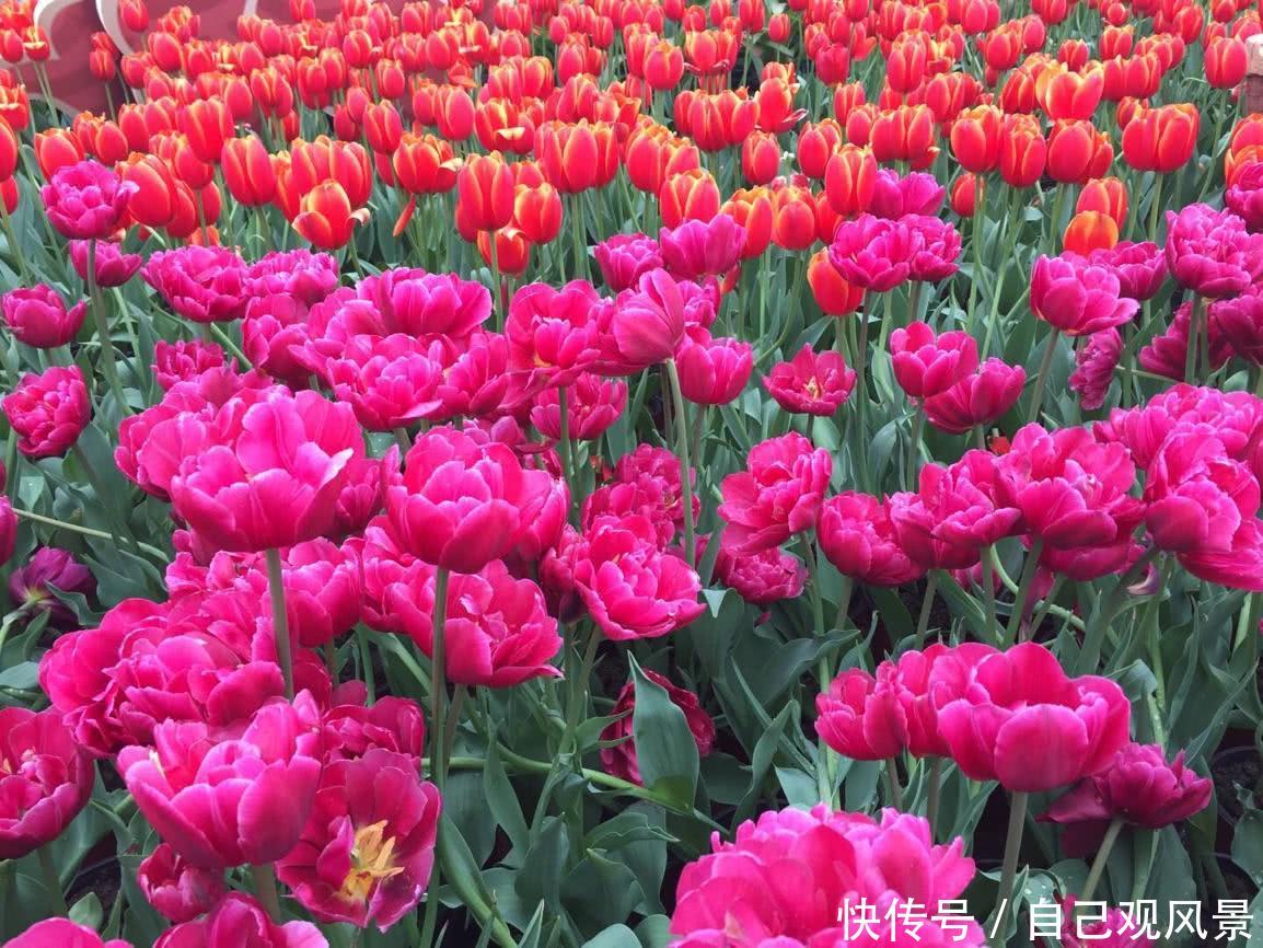 在南宁必去的一个景点,被称为南宁的巨肺,南宁