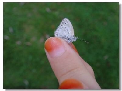 《凤仙花and花梗股》- 小花瓣儿、红指甲、夏