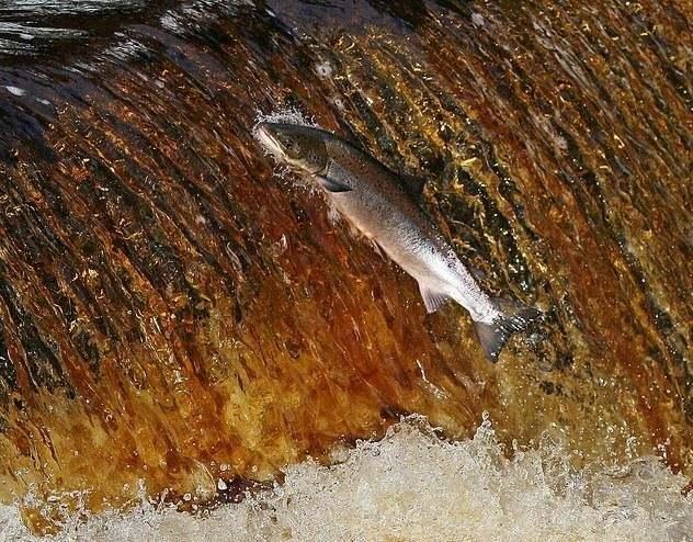 新手钓鱼入门必修课,鱼儿为什么喜欢逆流而上