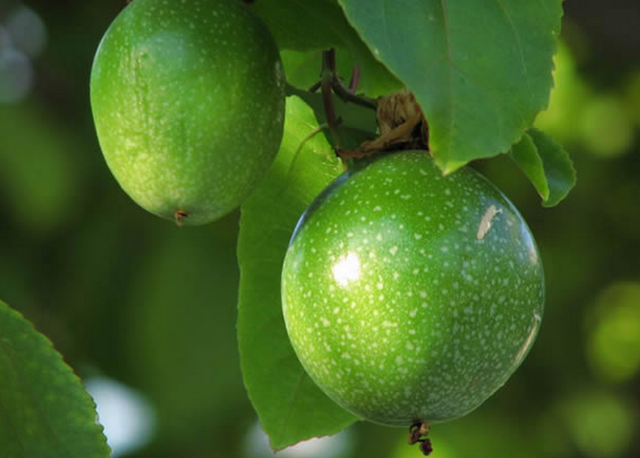 世界10大珍稀水果,价值极高,最后2个只有中国