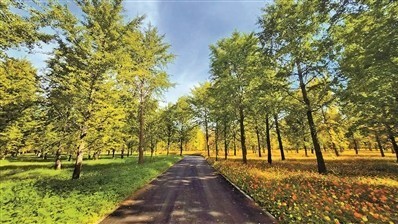 顺义超大银杏主题公园预计年底完工明年开园