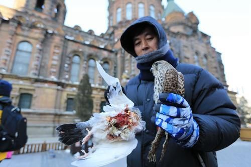 索菲亚教堂上空红隼连续捕鸽 被五旬大姐手擒