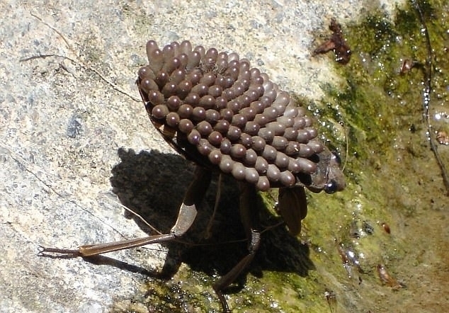 盘点了一些世界上最大、最重、最长和最强壮的昆虫，令人望而生畏，其中大多数是来自亚洲、北美洲和澳大利亚的巨型甲虫、蜘蛛、蝴蝶、飞蛾等，比如比老鼠重、可以用两个爪子掰断一根铅笔、可以当宠物养的甲壳虫。虽然它们外表有些吓人，但大多数都不会主动攻击人类。