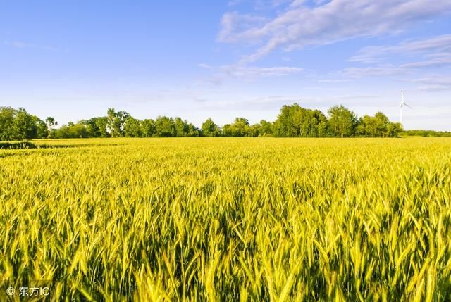 聚焦2018粮食补贴大调整,看看今年一亩地补贴