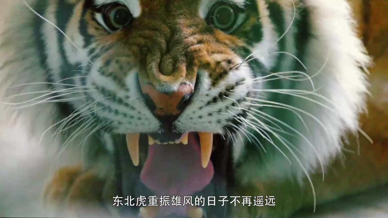 全球老虎日：从斗不过一只鸡 再到“王者归来”