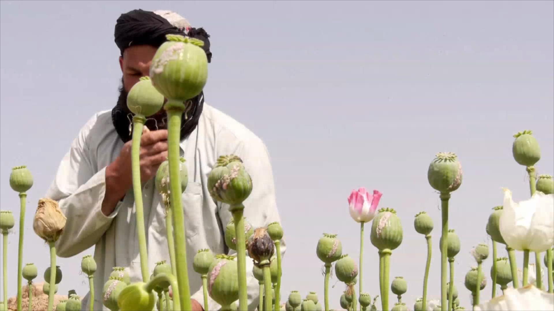 阿富汗临时政府宣布禁止种植罂粟