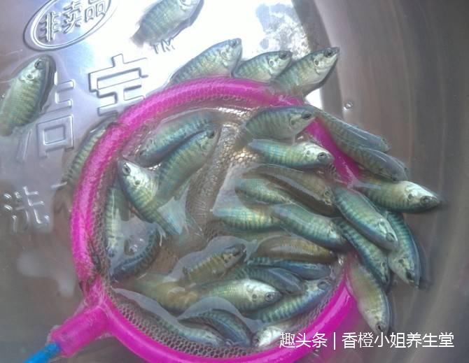 这几种小时候吃过的野生养生食物,你还记得吗