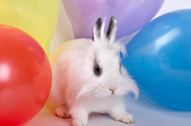 生肖兔,天喜桃花入命