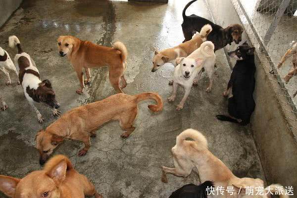 为什么有人说猪来穷、狗来富、猫来盖白布?