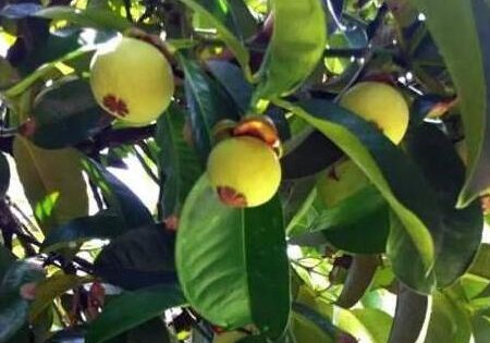 山竹卖的贵?那是你不知道它的采摘有多难!真是