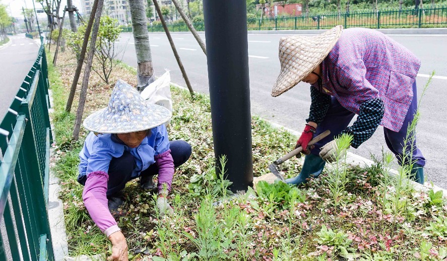 大妈坐拥4套房仍打工 烈日下拔草吃饭