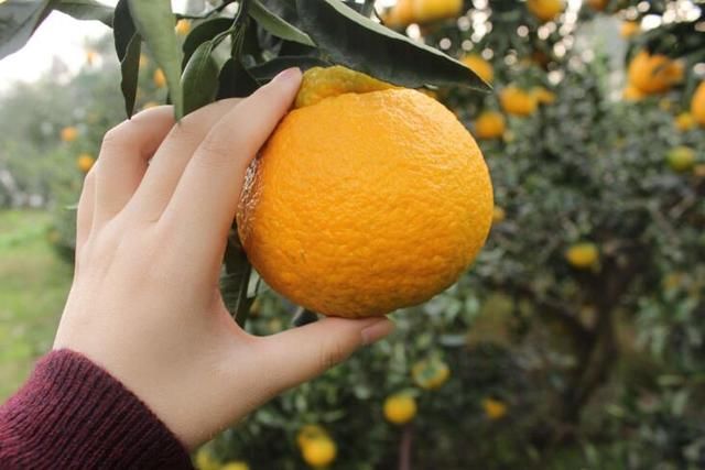 丑橘多少钱一斤?丑橘的食用有哪些禁忌事项?