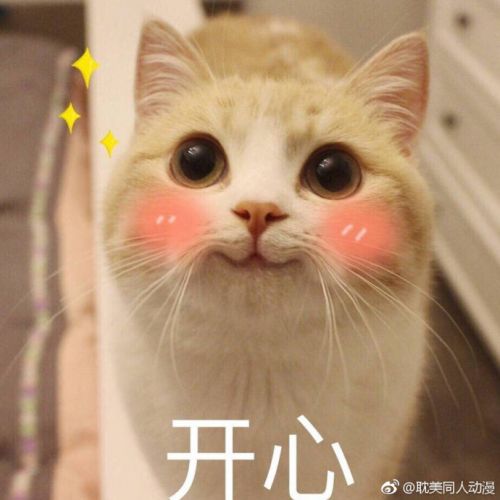 你是吃可爱多长大的吗 bobi小萌猫表情包gif图片