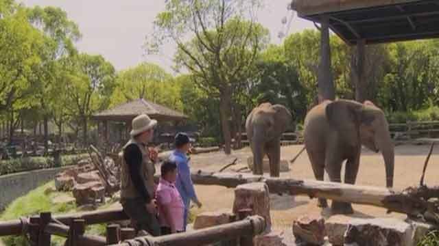 《卡酷动物园》20200328认识非洲象和亚洲象 《卡酷动物园》20200328认识非洲象和亚洲象