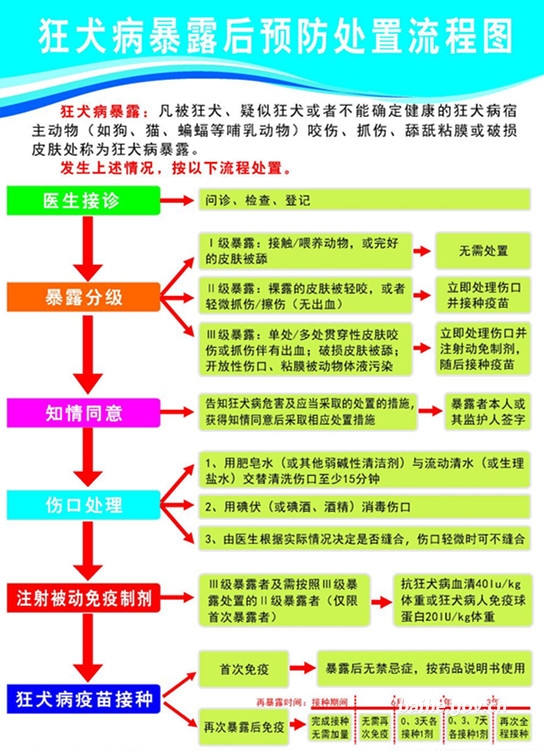 特别要注意的是,狂犬病可防不可治,人一旦被动物咬伤都应及时到医院