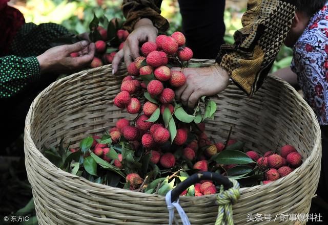 广东高州荔枝文化节即将开幕,你们都准备好了