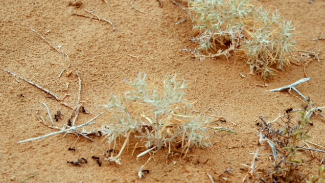 【荒漠植物 美在新疆】沙漠里的角果藜 【荒漠植物 美在新疆】沙漠里的角果藜