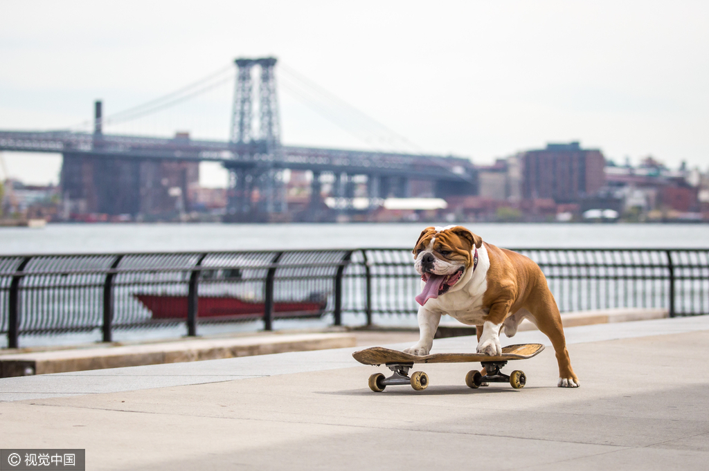 组图-呆萌斗牛犬暴走玩滑板 运动细胞不输人类