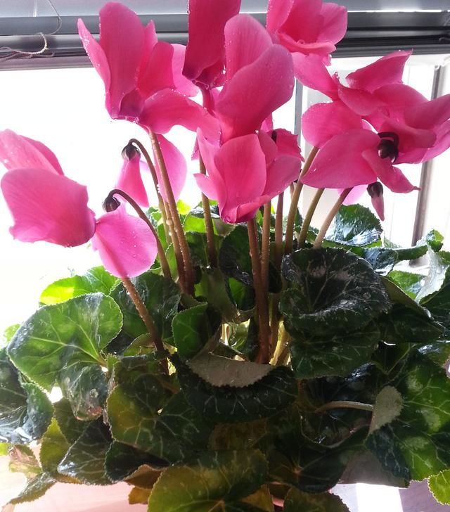 养花时经常听到花友们推荐的多菌灵、硫酸亚铁