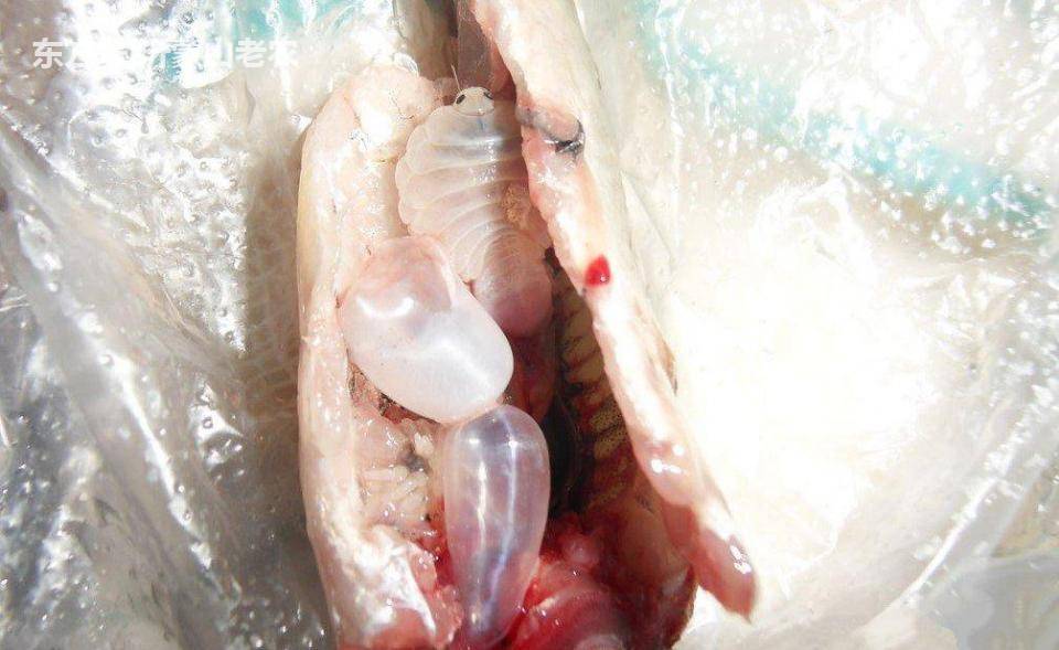 鱼肚子里的寄生虫图片图片