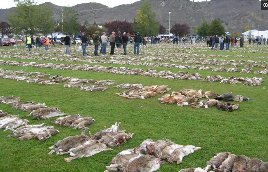 这些在中国成为稀有品种的动物,在外国那是泛滥成灾,令政府头痛