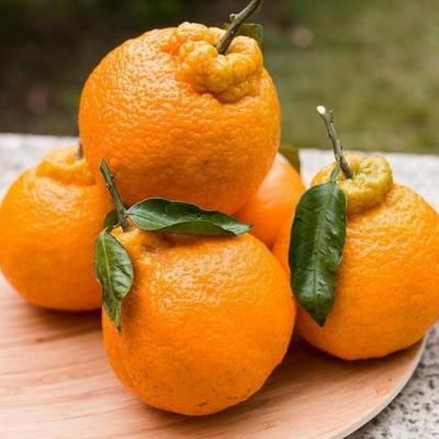 粑粑柑恶心到死的名字,没想到竟然这么好吃!