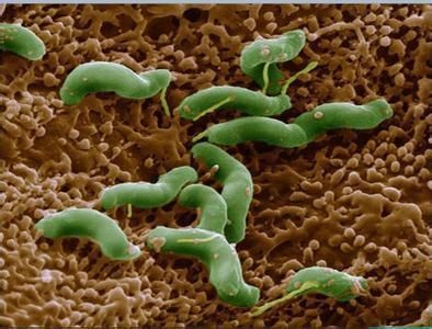 幽门螺旋杆菌最青睐的5类人,一种叶子泡水喝可