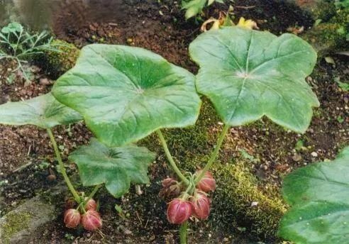 这四种中药的名字很奇怪,却有奇特的药效!