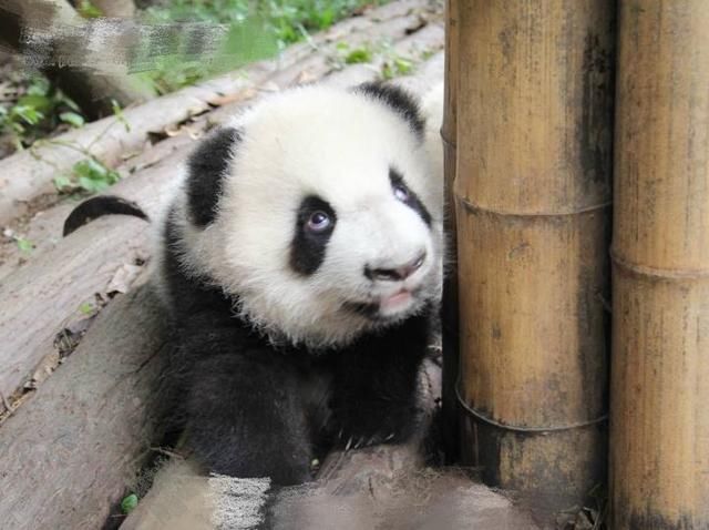 国宝级死亡凝视,就问你怕不怕!