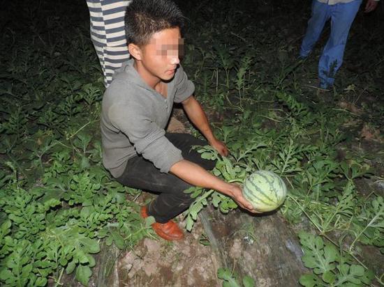 女瓜农深夜狂追4公里 几名偷瓜男子被迫报警