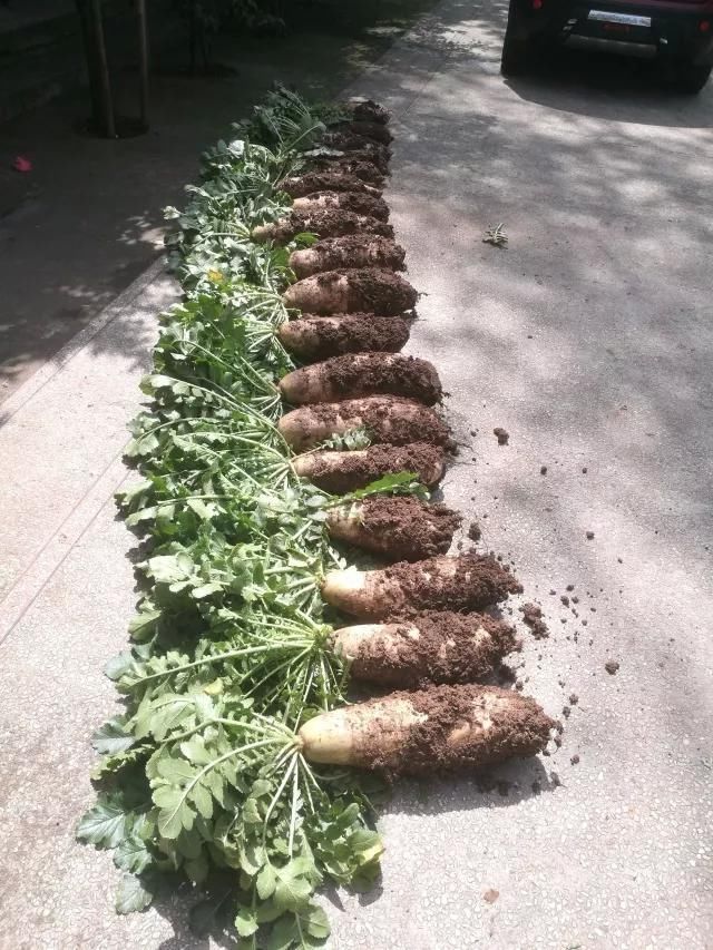 江西一男子种出冬瓜大的萝卜,村民:这么大可怎