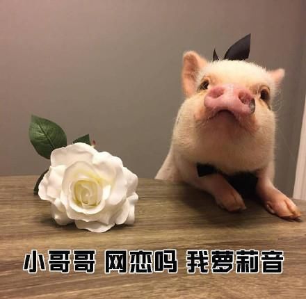 小猪猪表情包:小哥哥网恋吗我萝莉音