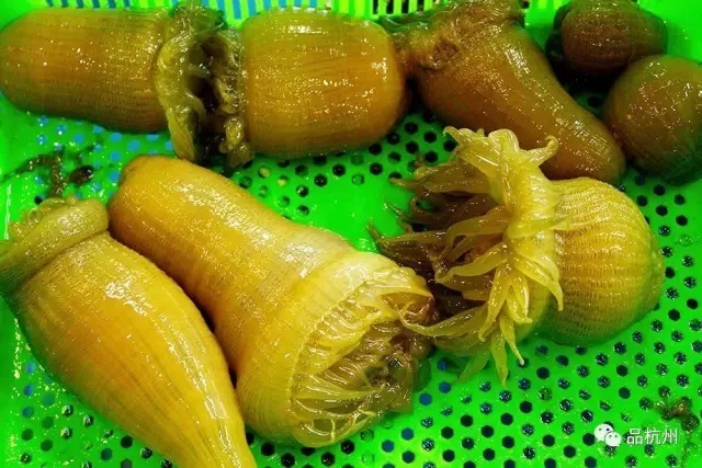 又发现一个不知名生物叫沙蒜,是一种吞食泥沙的海葵,虽然其貌不扬,但