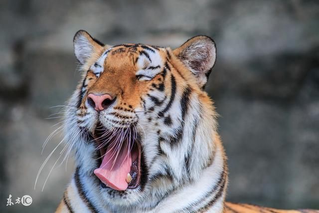 一生的最佳配偶,选对了将会"白头偕老"的金虎!