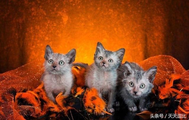 你知道世界十大最稀有的猫是哪些吗?不一定有