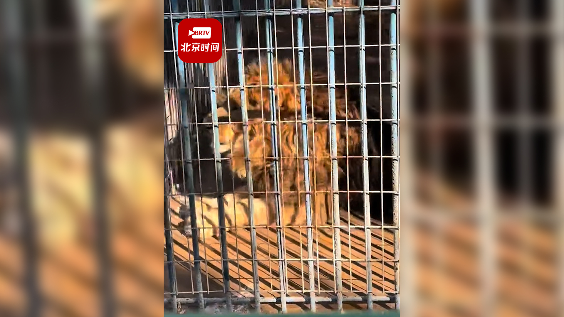 动物园回应狮子后腿一瘸一拐被指带病上岗
