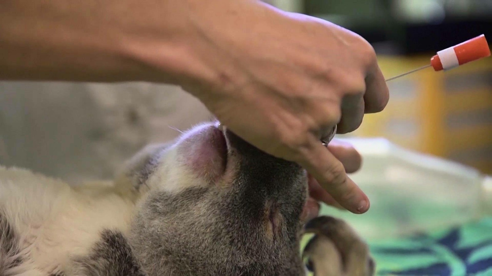 澳大利亚400只考拉"集体"打疫苗