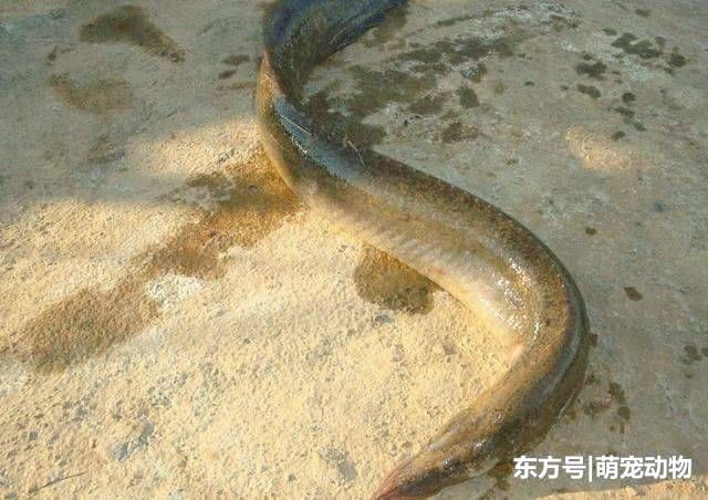 随身带把刀的鱼, 听说有毒不敢吃, 现在百元一