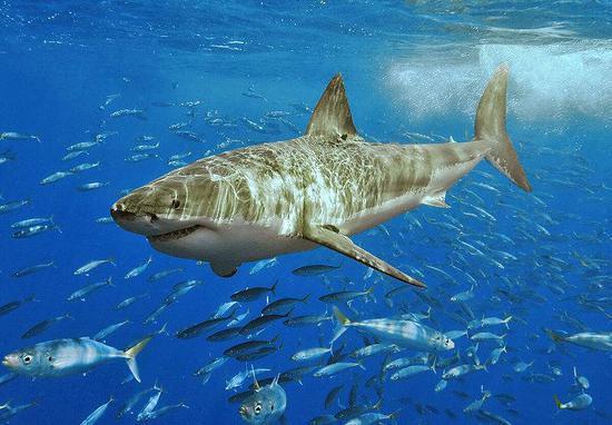 英渔民捕获24米长356斤重巨鲨 拍照留念后放生