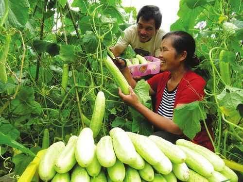 70后农民种10亩地1年纯赚50万 他的2个绝招值