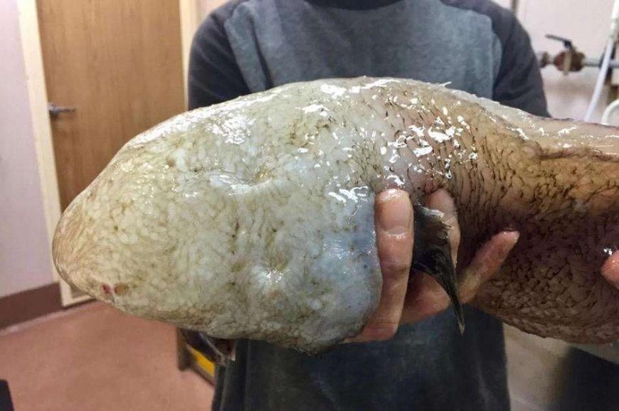 海底一万米有多恐怖,都有哪些可怕的生物,真是