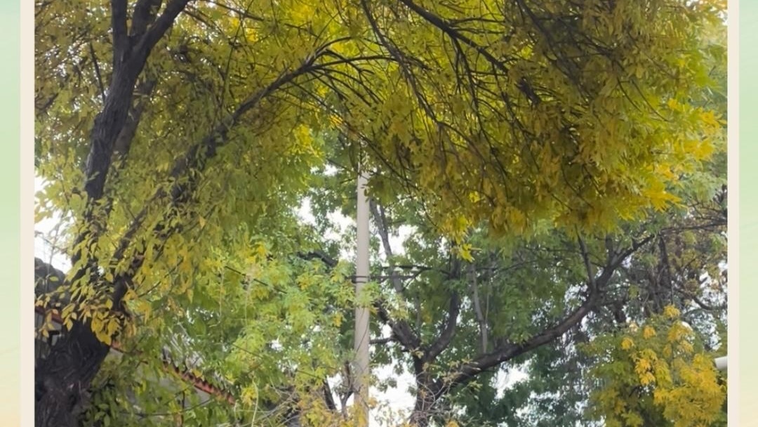 感受地道的北京秋味儿,看看胡同里的白蜡树! 感受地道的北京秋味儿,看看胡同里的白蜡树!